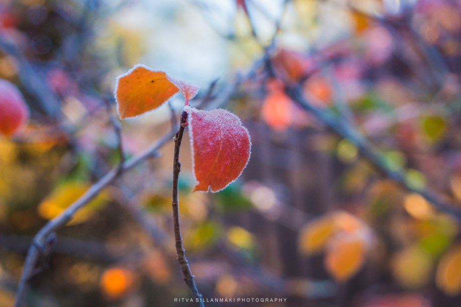 The Dance of Colorful Autumn&nbsp;Leaves