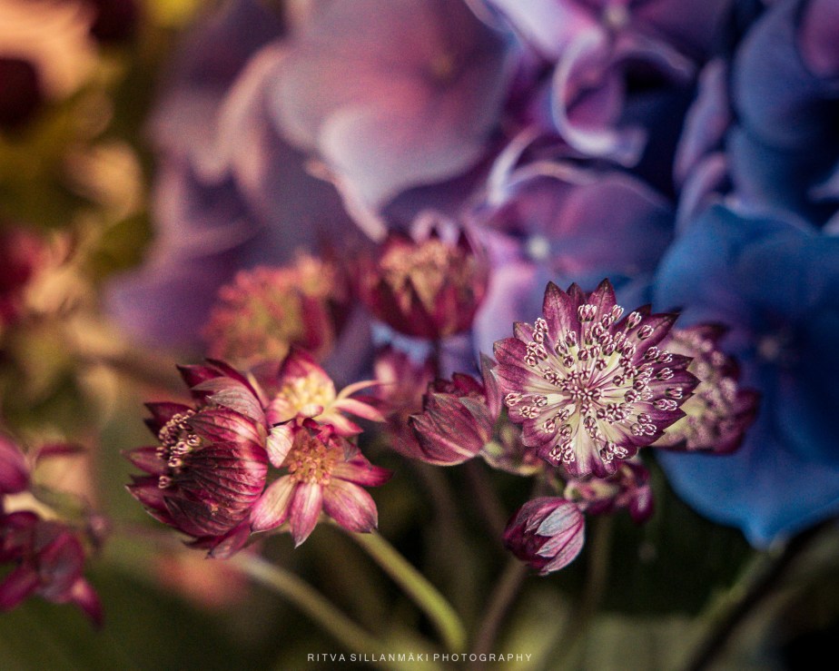 Floral Mood Board for colorful&nbsp;Interiors