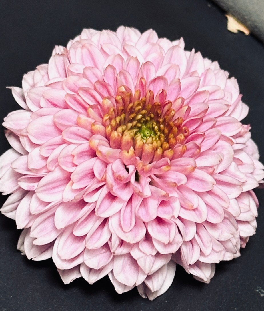 FOTD – Cheryl&nbsp;Pink