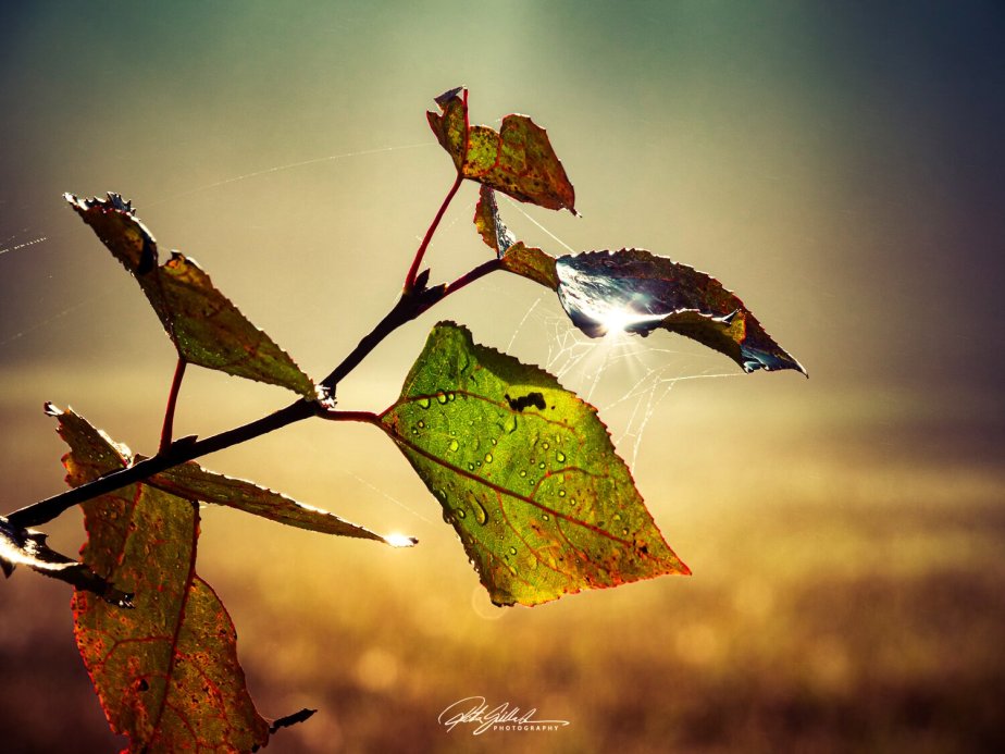 Autumn’s  small wonders