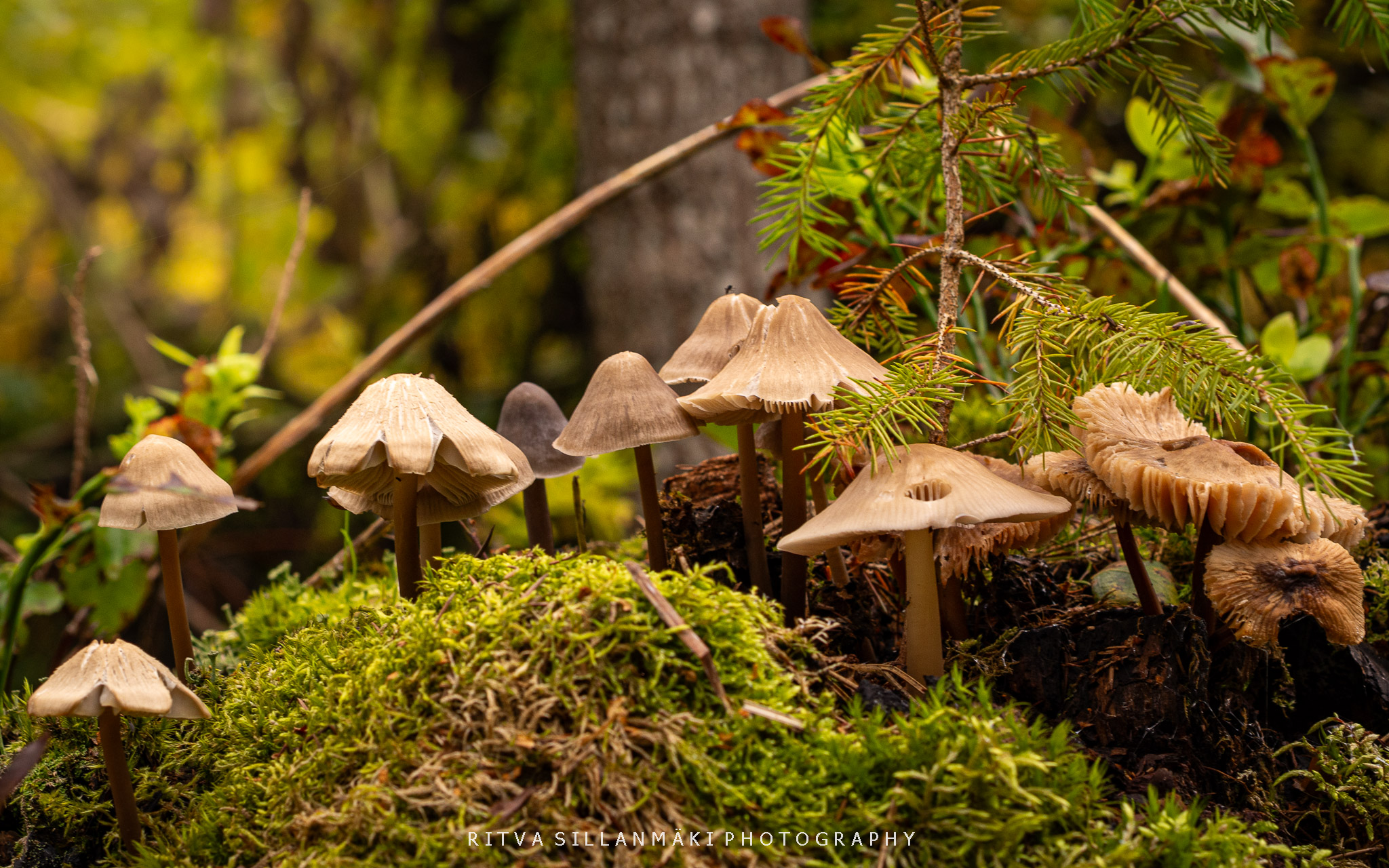 mushrooms