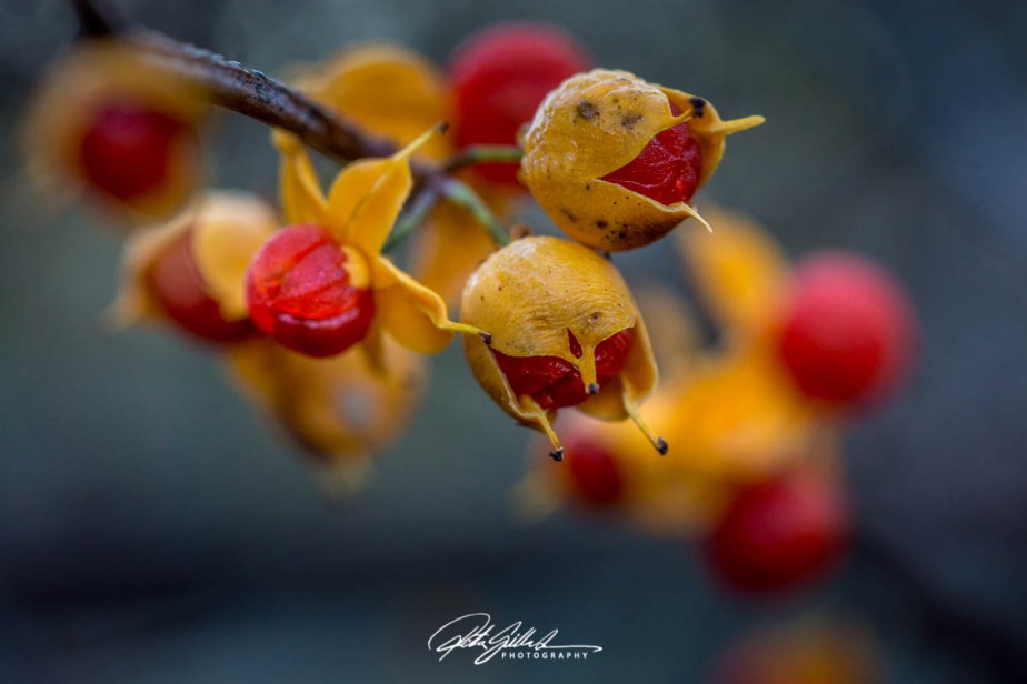 Festival of bare&nbsp;branches
