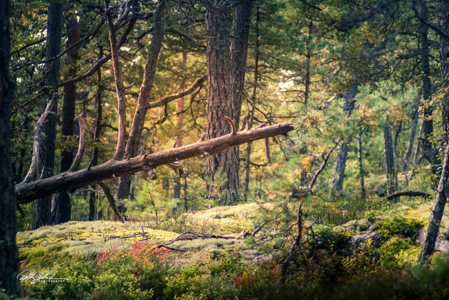 Fallen Tree and&nbsp;Moss