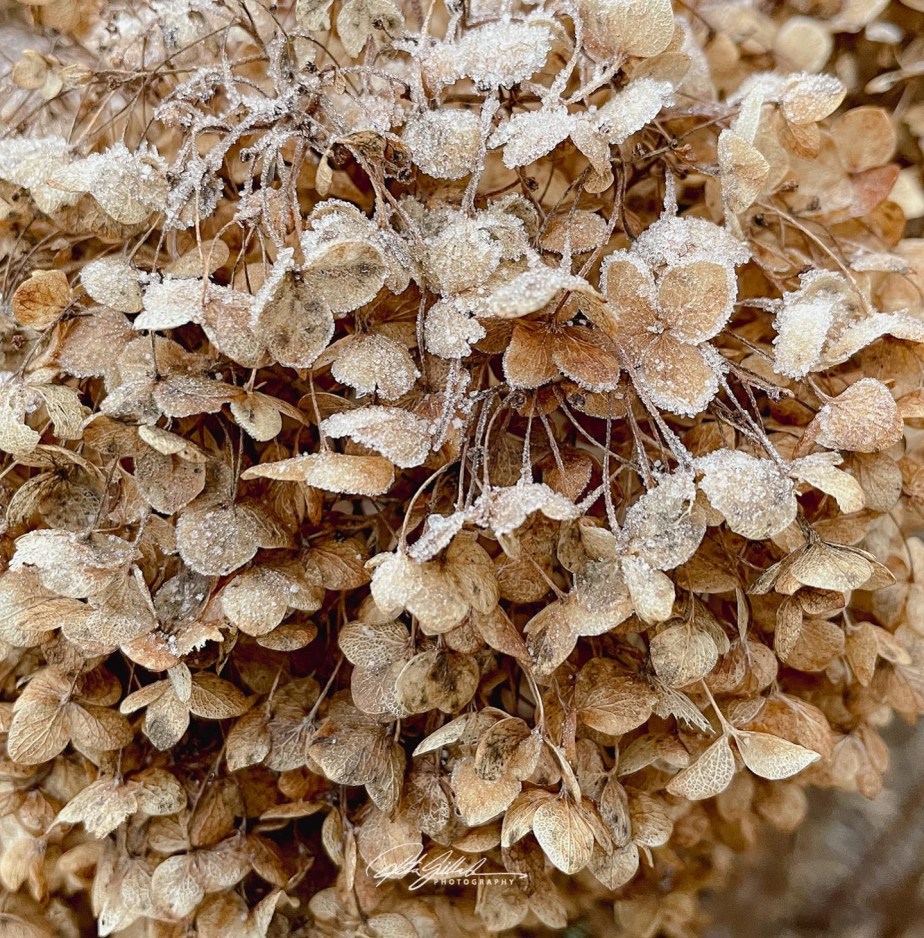 Frost-Covered Hydrangeas – Macro&nbsp;Monday