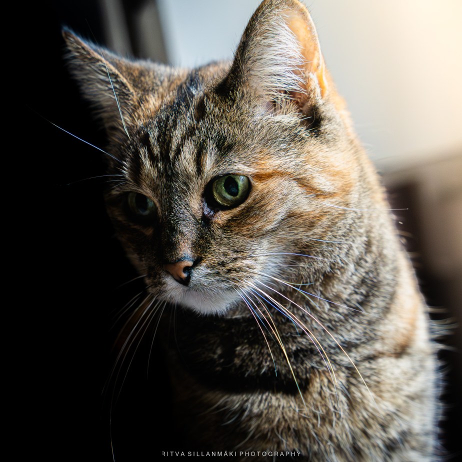 November Shadows – Tinka in Natural&nbsp;Light