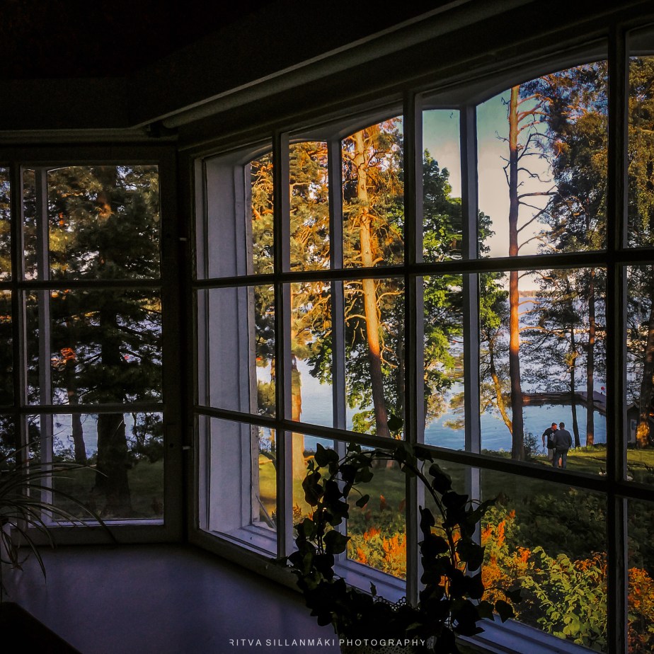 Golden Light Through the&nbsp;Pines