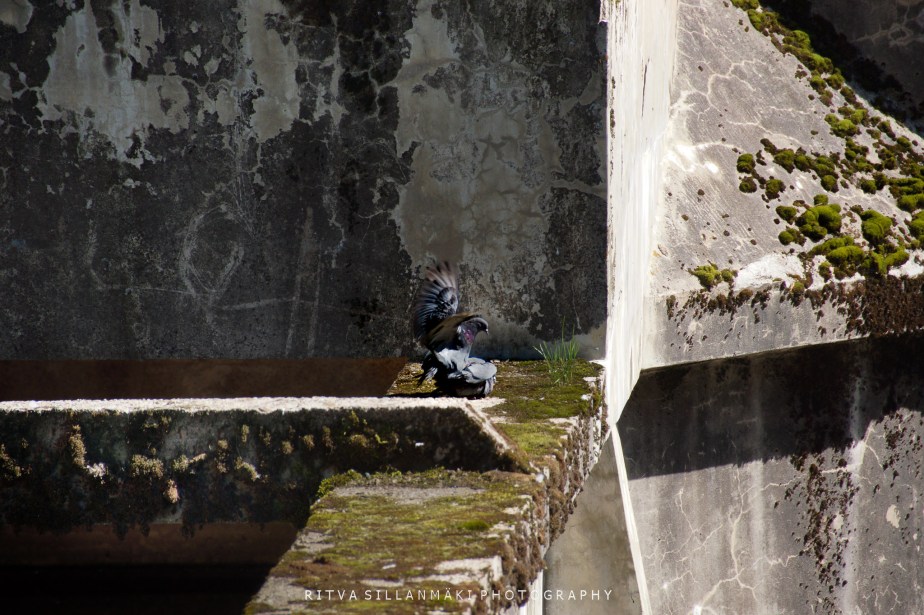 Decay: One Word&nbsp;Sunday