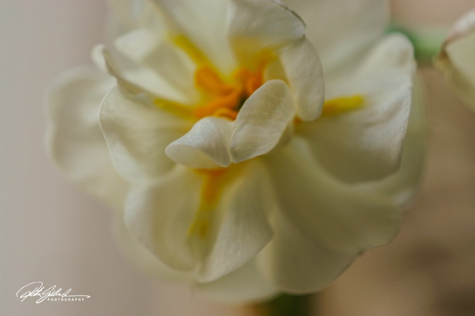 Flower Aesthetics: Mood &&nbsp;Composition