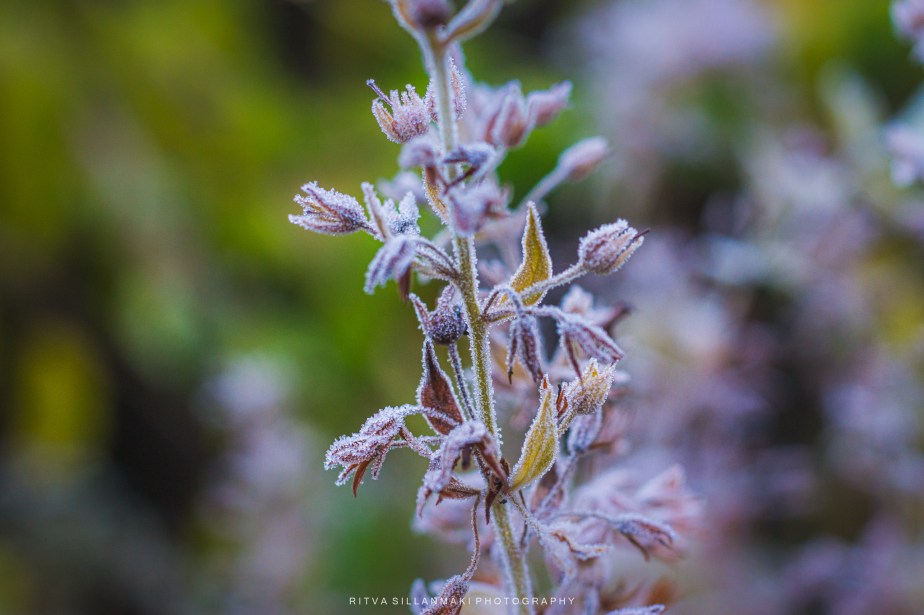 Last on the card October&nbsp;2025