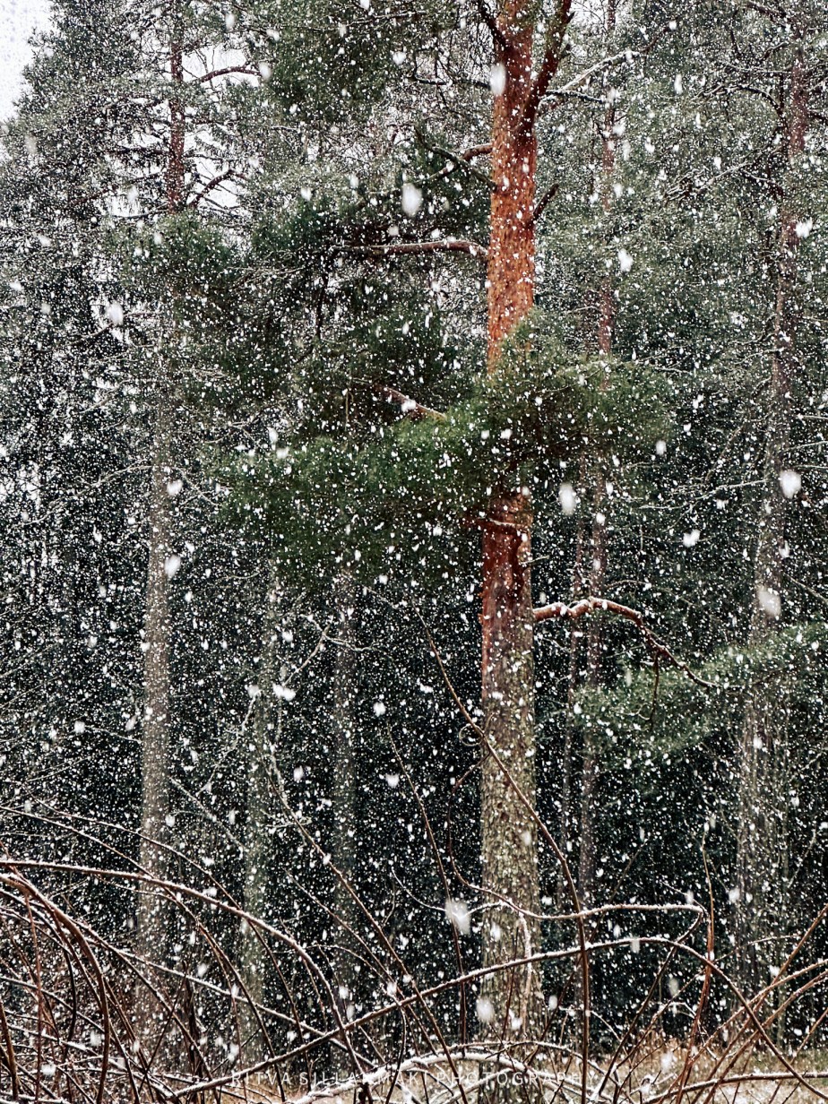 Fleeting Winter Moments