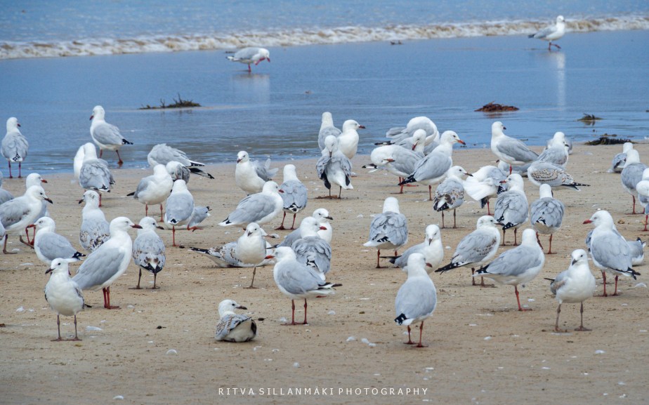 Lens-Artists Photo Challenge #376 –&nbsp;Wings