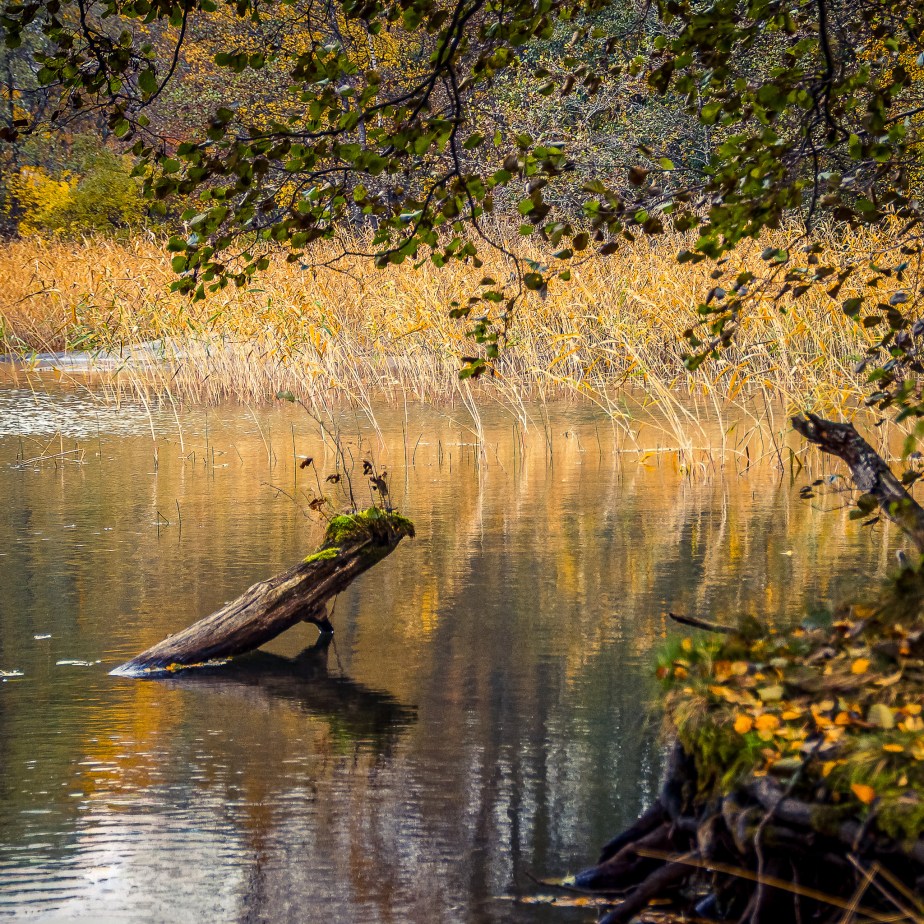 Autumn Reflections on a Mossy&nbsp;Log