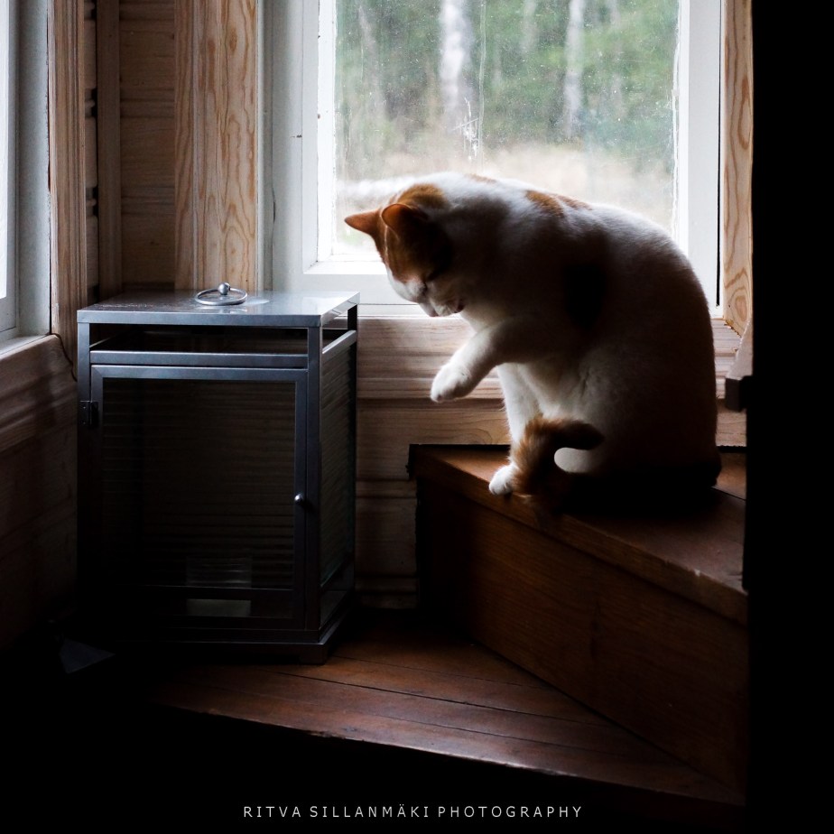 The Cat That Stole Our&nbsp;Hearts