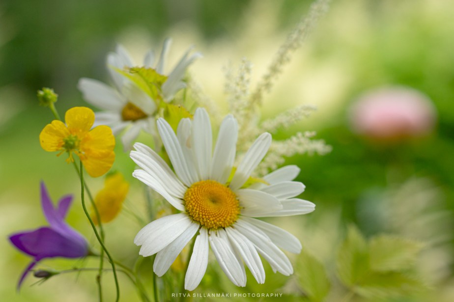 Flowers full of&nbsp;sunshine