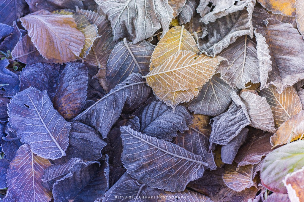 A close-up view of various fallen leaves covered in frost, showcasing a mix of colors including shades of brown, yellow, and gray.