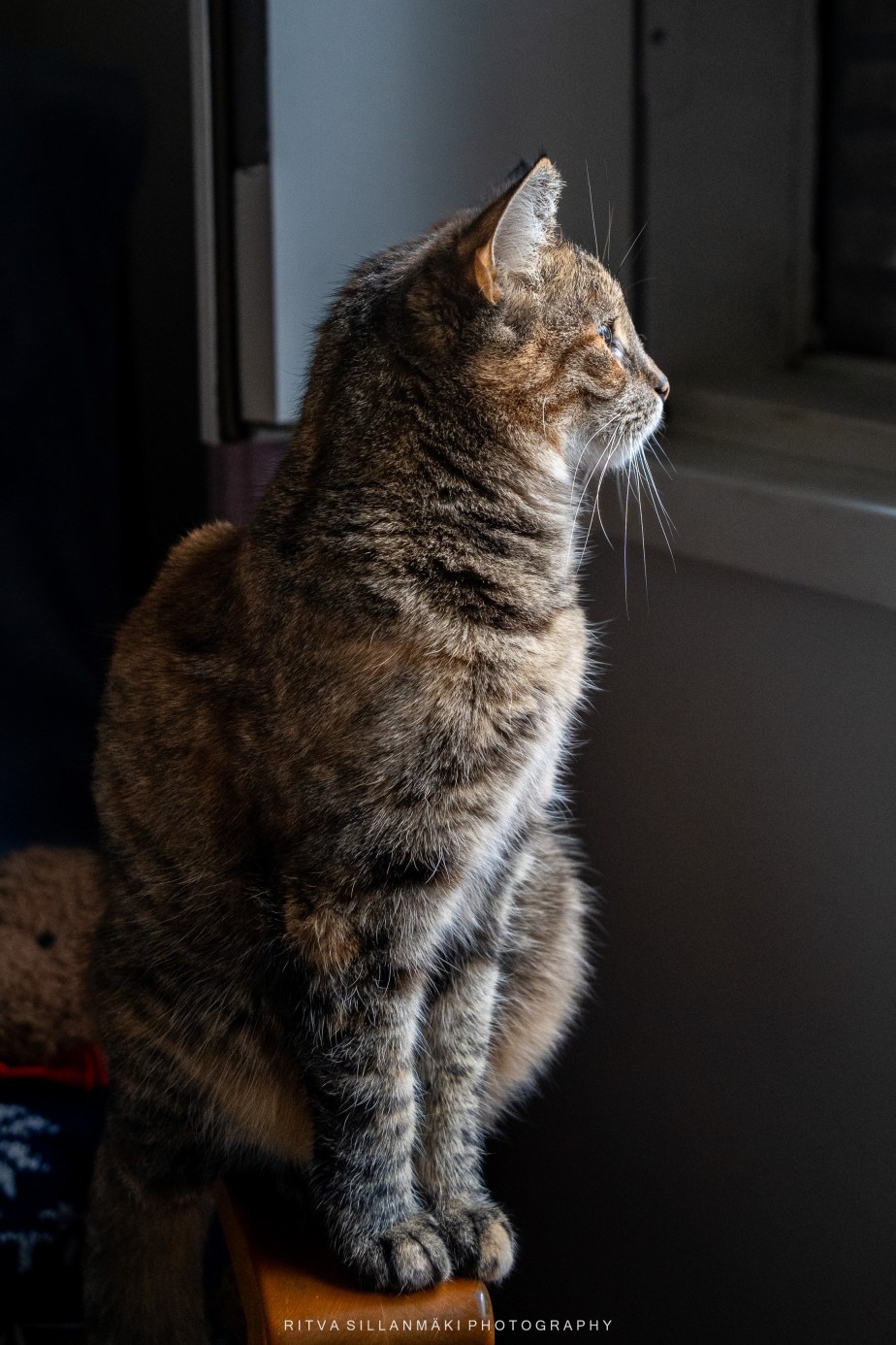 Tinka the Well-Mannered&nbsp;Cat