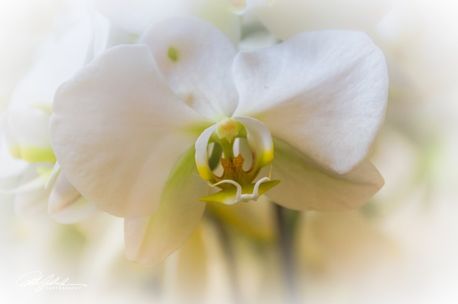 the Beauty of White&nbsp;Orchids