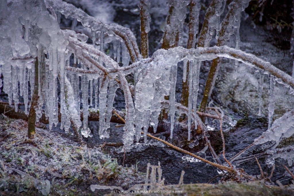 Icicles hanging from branches over a creek, with frozen water accentuating the winter landscape.