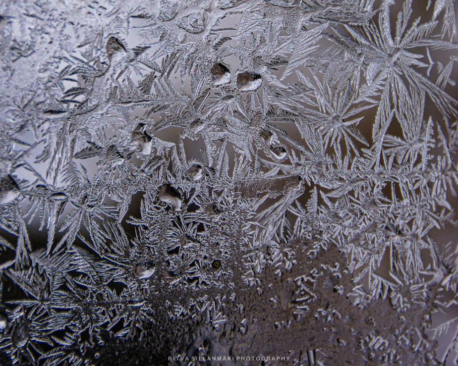 Silent Sunday – 11/01/2026