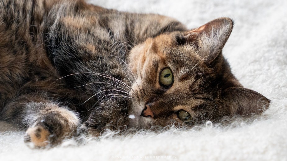 last on the card – Year-End&nbsp;2025