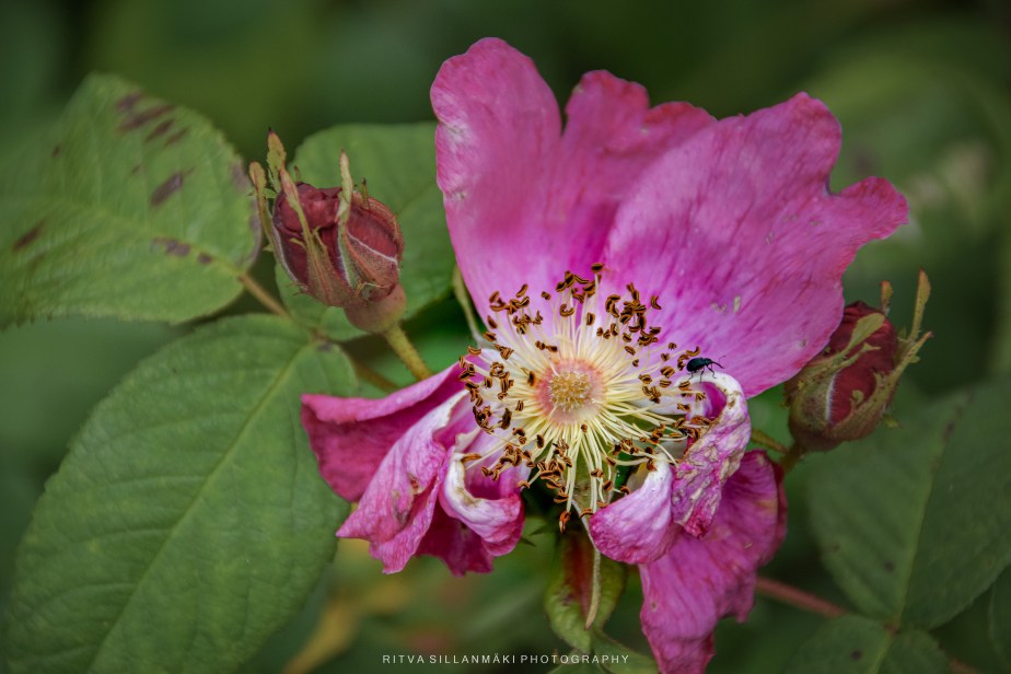 the rugosa rose