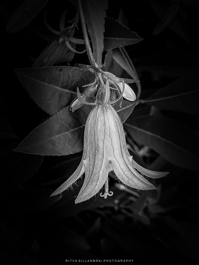 Black and white close-up of a bell-shaped flower hanging from green leaves.