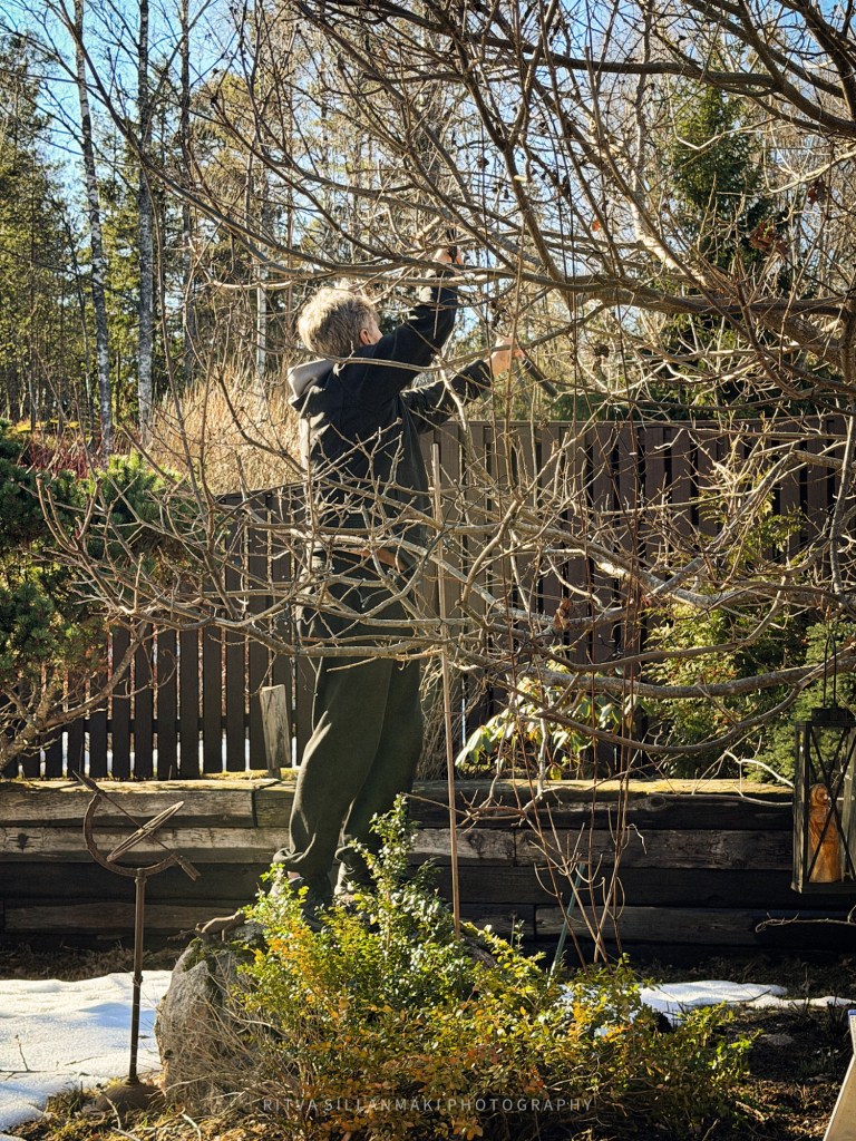 A person stands on a rock, pruning a bare tree in a garden on a sunny day. The surroundings include green shrubs and a wooden fence.