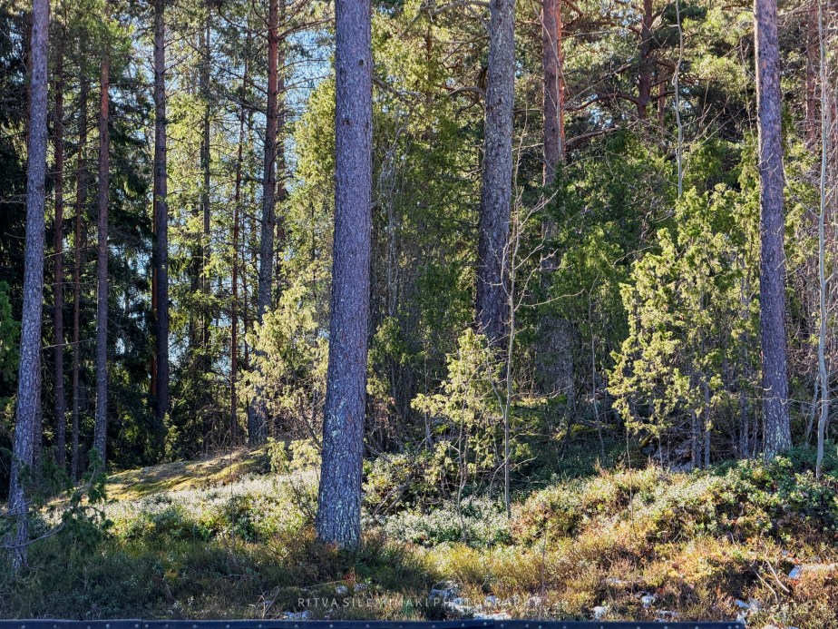 A serene forest scene featuring tall pine trees and dense greenery, with underbrush and sunlight filtering through the foliage.