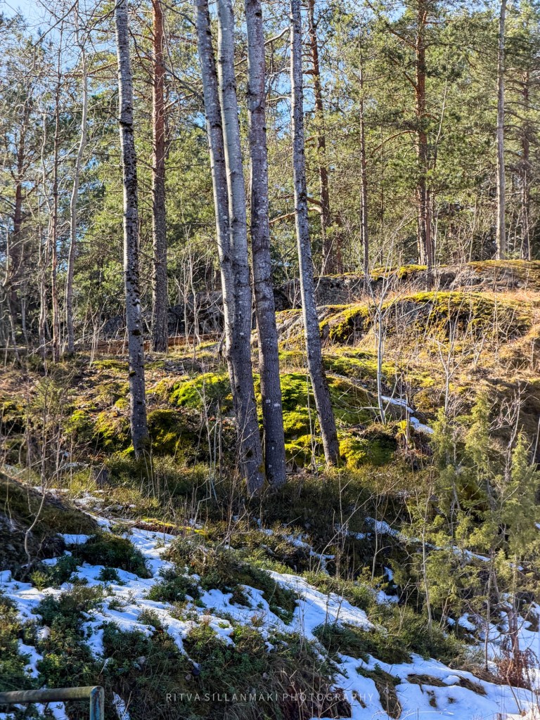 A serene forest scene featuring tall trees with bare branches and vibrant green foliage. The ground is covered with patches of snow and moss, highlighting the transition between seasons.