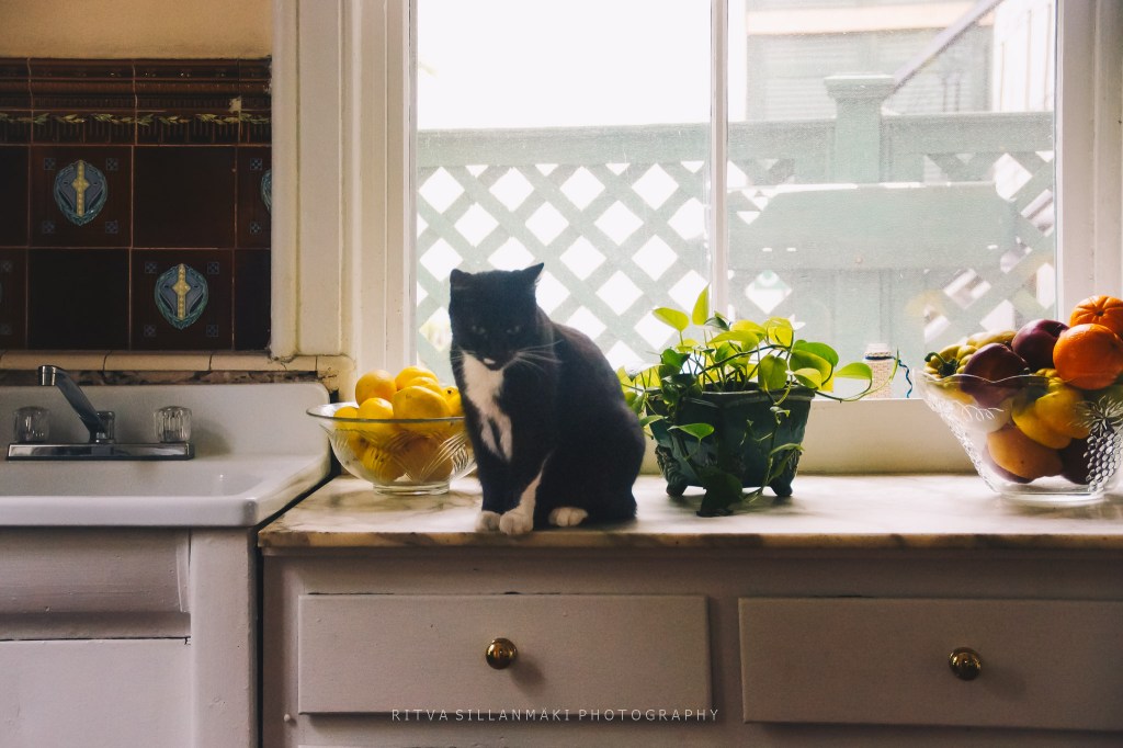 A black and white cat sitting on a kitchen counter next to a bowl of lemons and a potted plant, with a window in the background.