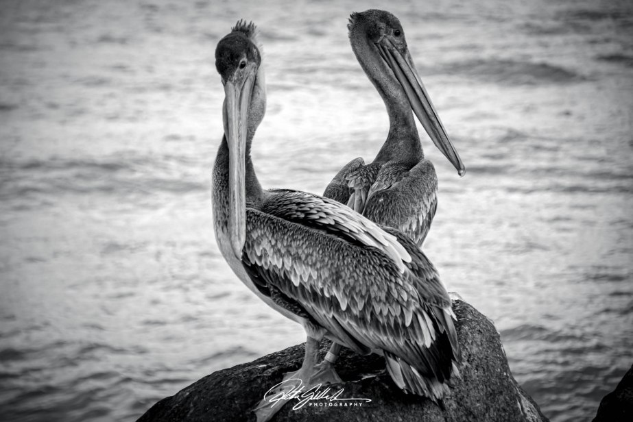 Two pelicans perched on a rock near the water, captured in black and white.