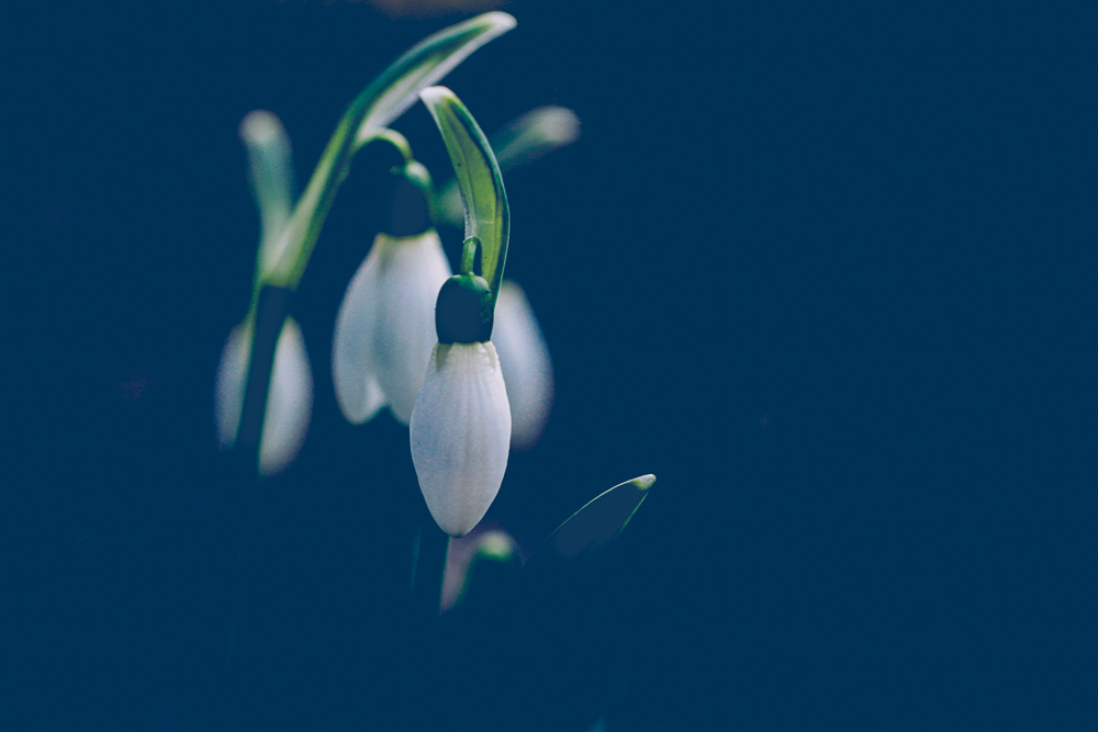 Delicate snowdrop flowers emerging in early spring.
