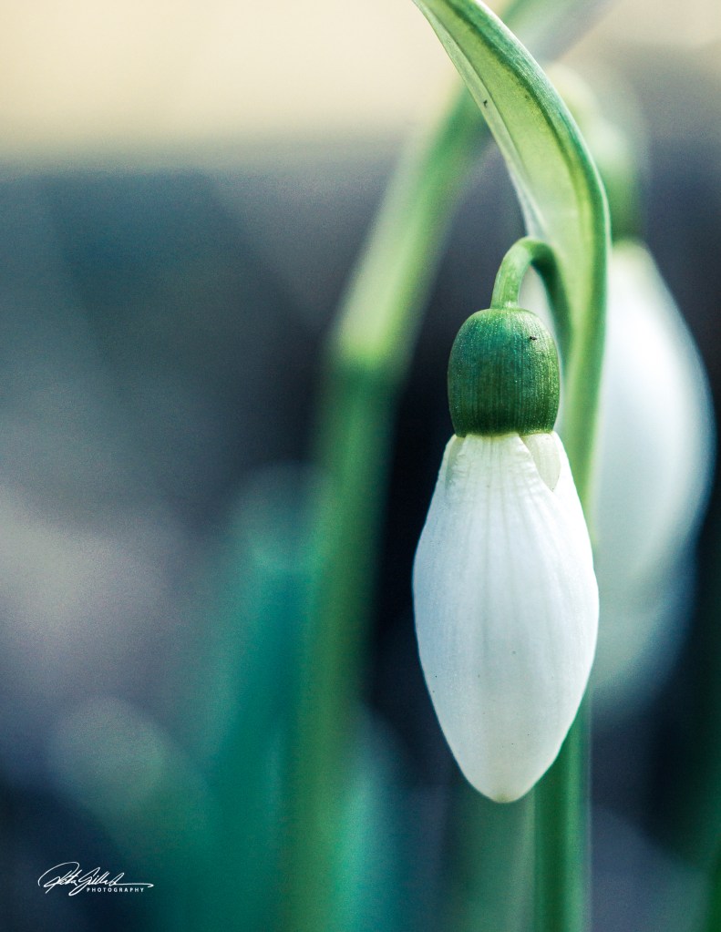 
Close-up of a snowdrop flower bud, symbolizing early spring.