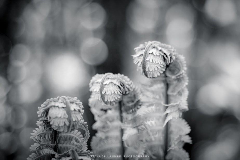 Close-up of fern fronds in black and white, with soft bokeh background.