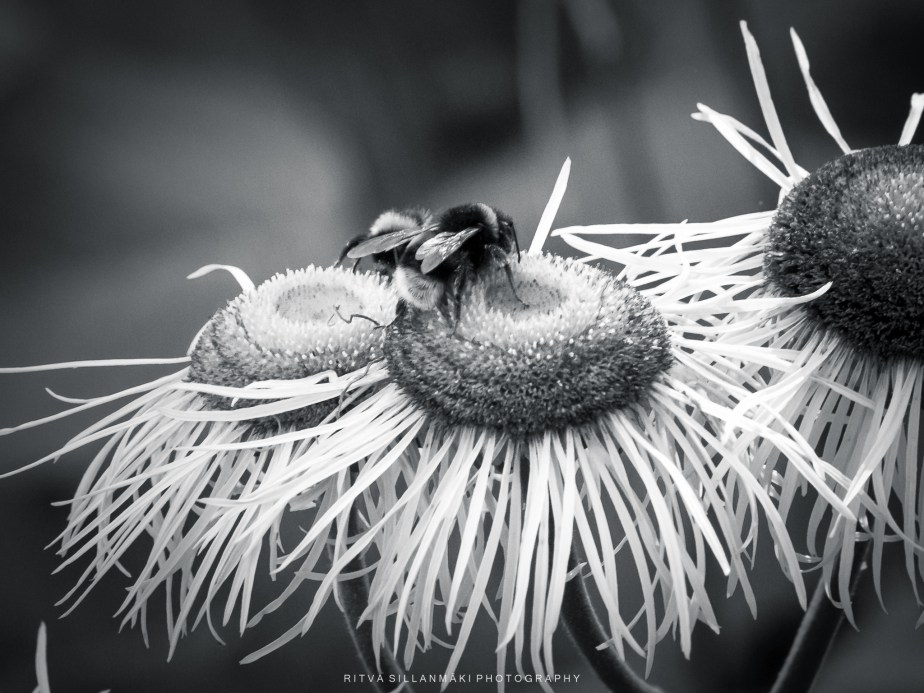 A close-up of a bee collecting nectar from a large, spiky flower in black and white.