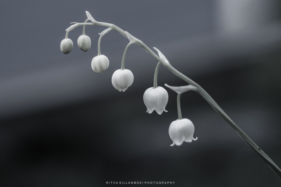 Nature Meets City: A Minimalist&nbsp;Perspective