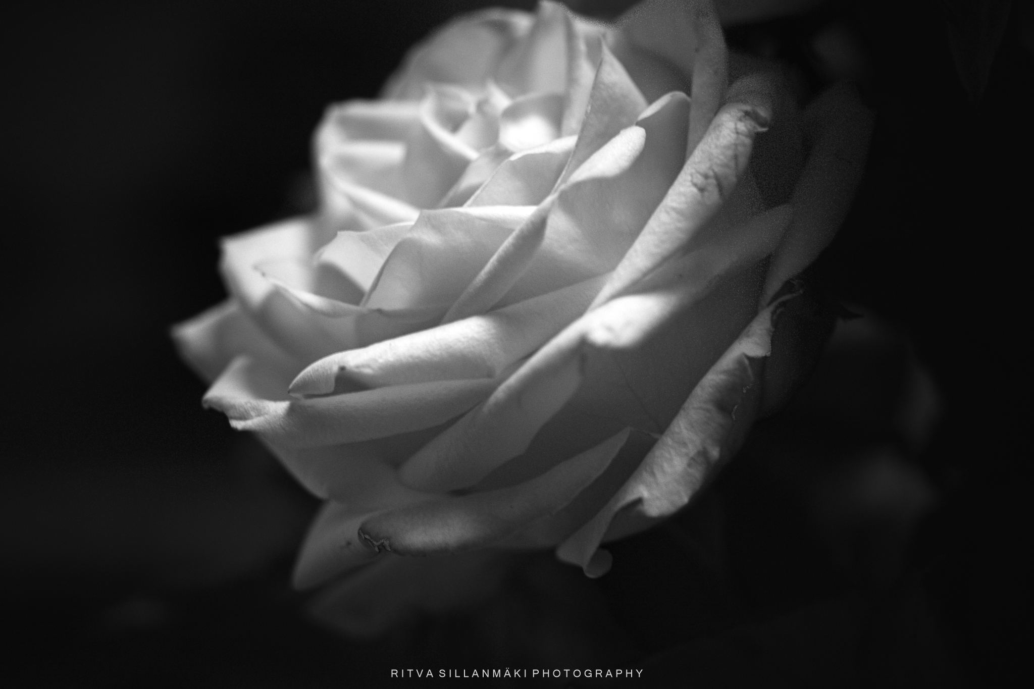 Monochrome close-up of a rose flower