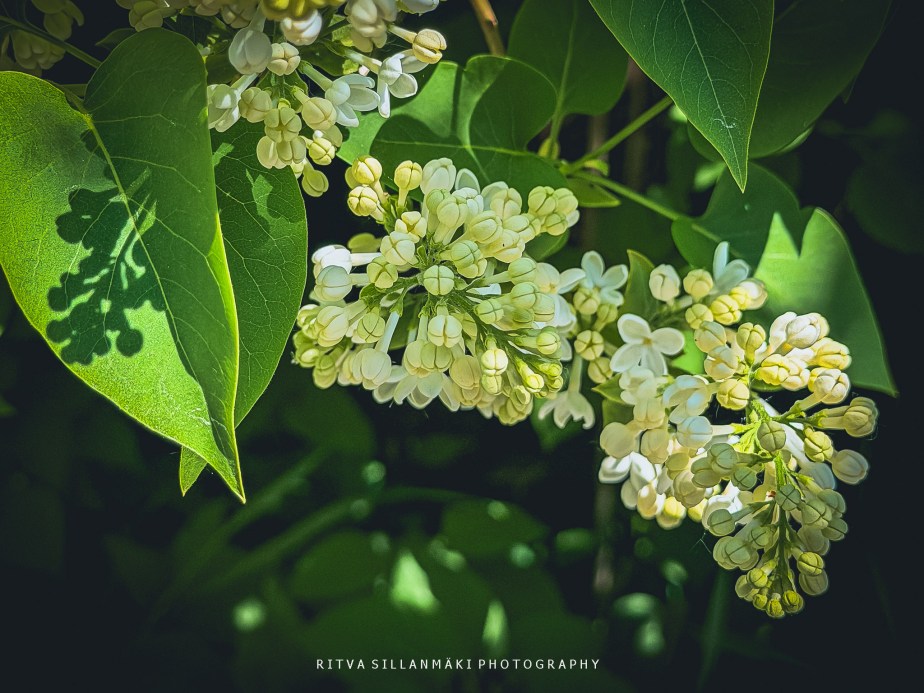Not so monochrome&nbsp;-lilacs