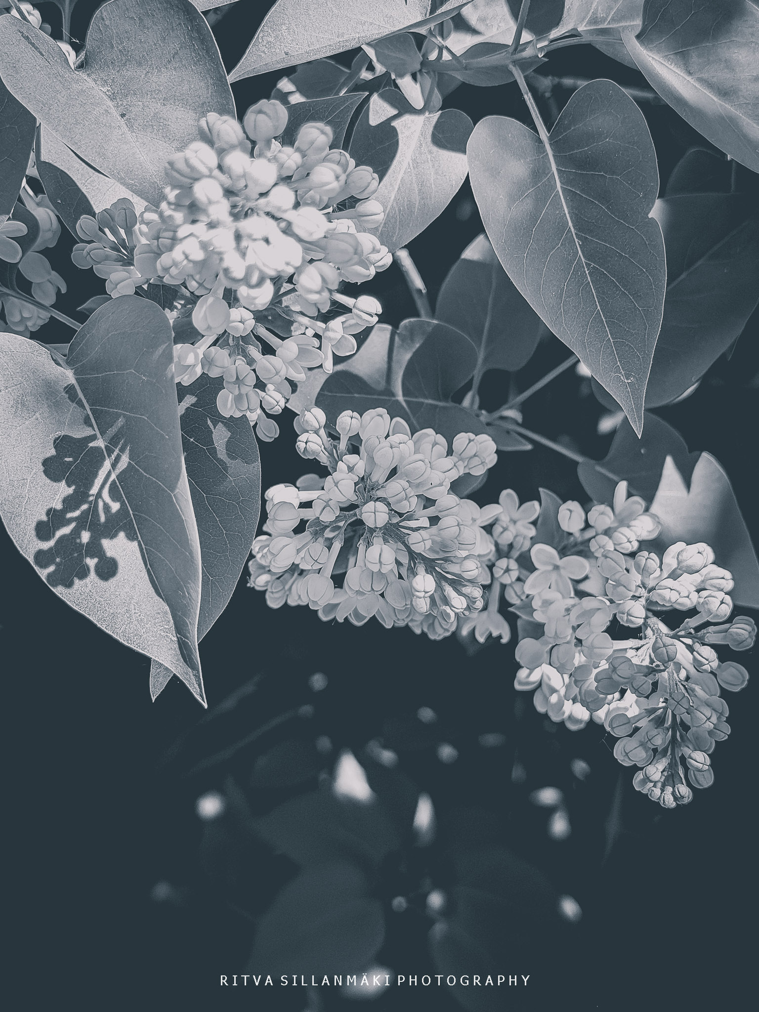 BW - lilacs