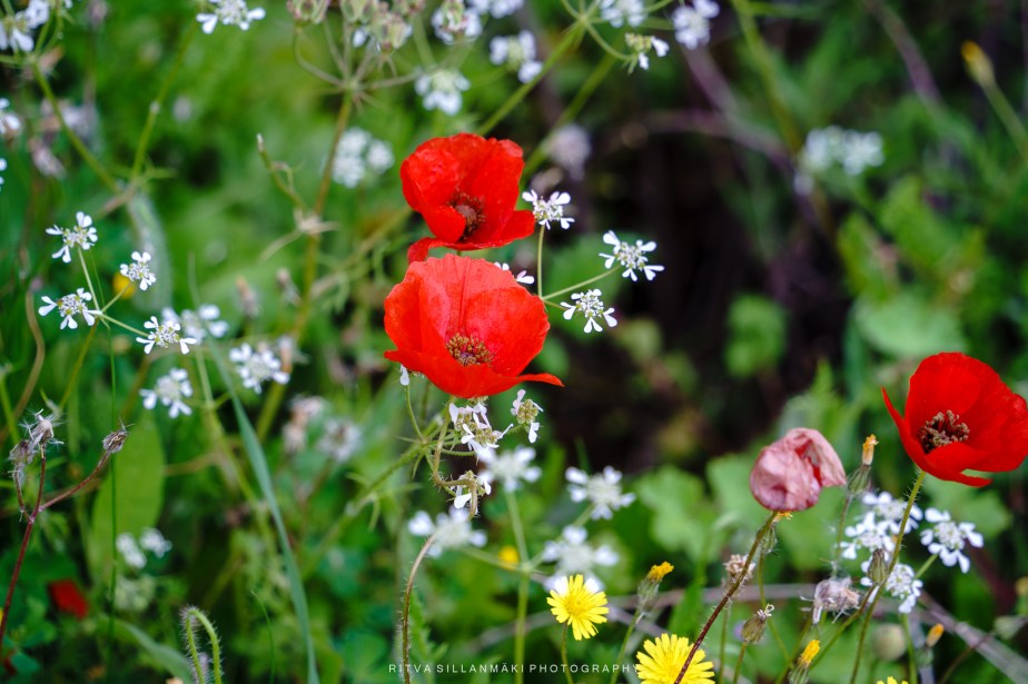 The Beauty of Poppies Along the&nbsp;Road