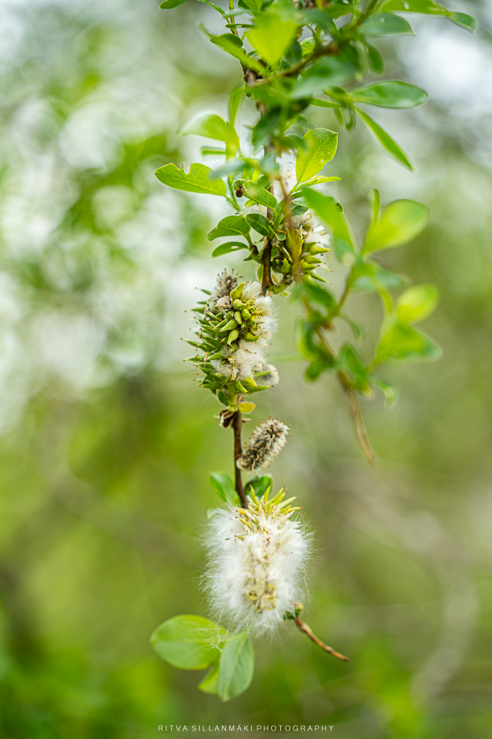 Nature at the end of May -168
