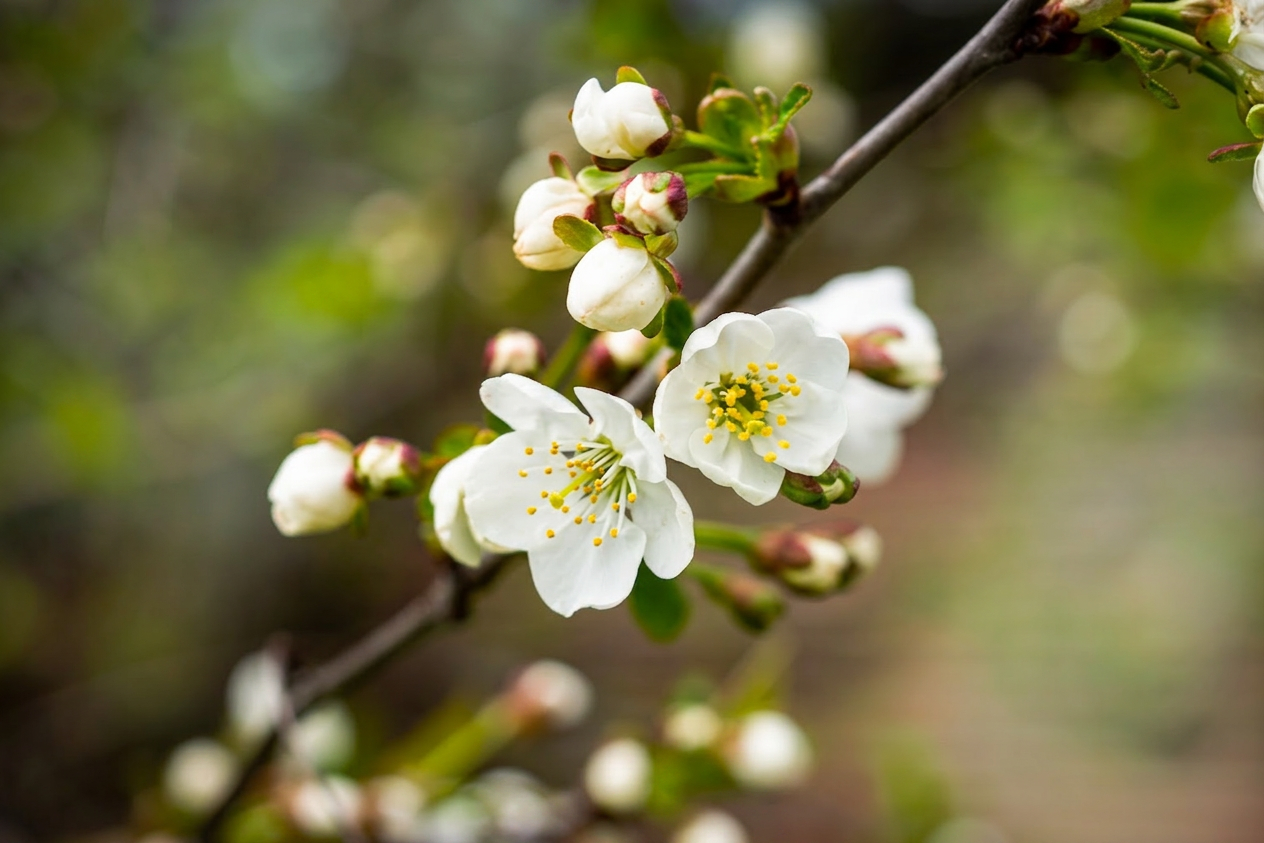 Apple tree flowers-7