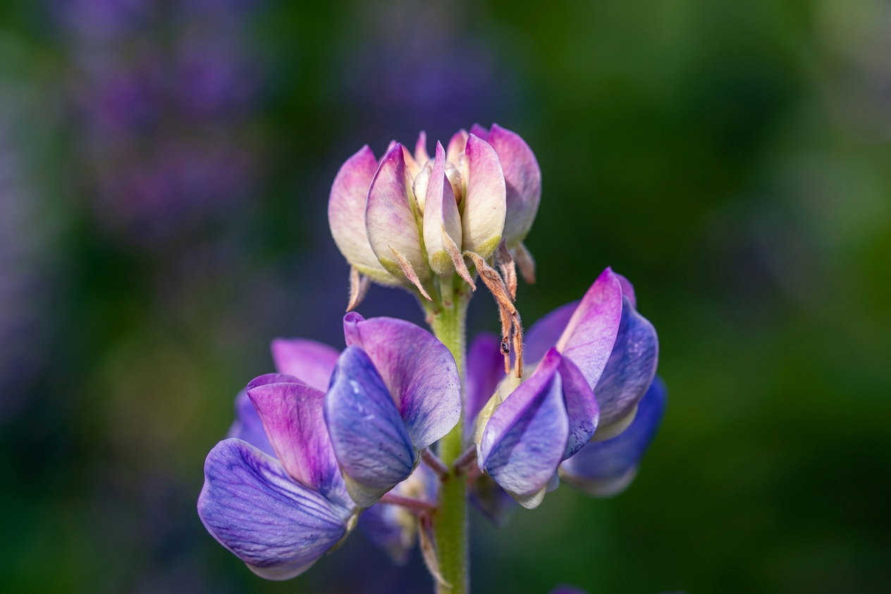 Lupine