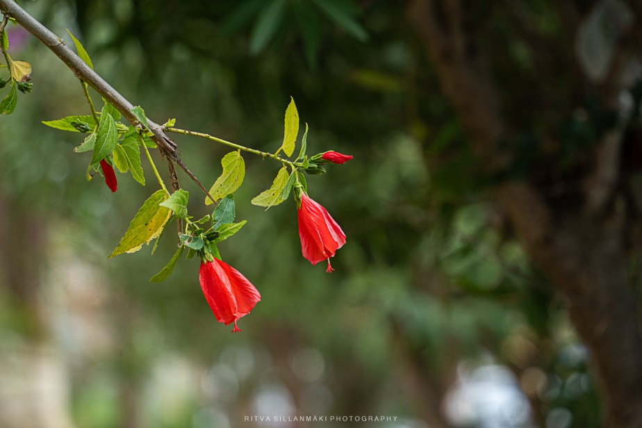 Vibrant Red Sleeping Hibiscus: A Snapshot of&nbsp;Nature