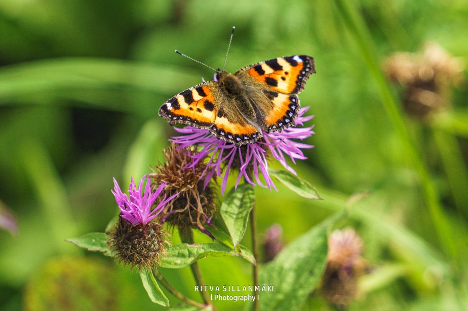 A Wig Knapweed and 🦋 Small&nbsp;Tortoiseshell