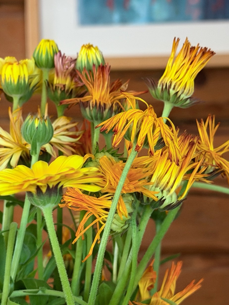 Pot Marigolds