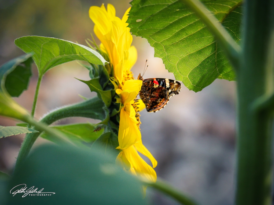 Captivating Sunflower in Autumn Beauty&nbsp;Stood