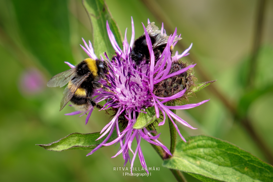 Meadow Flowers and Bees of&nbsp;August