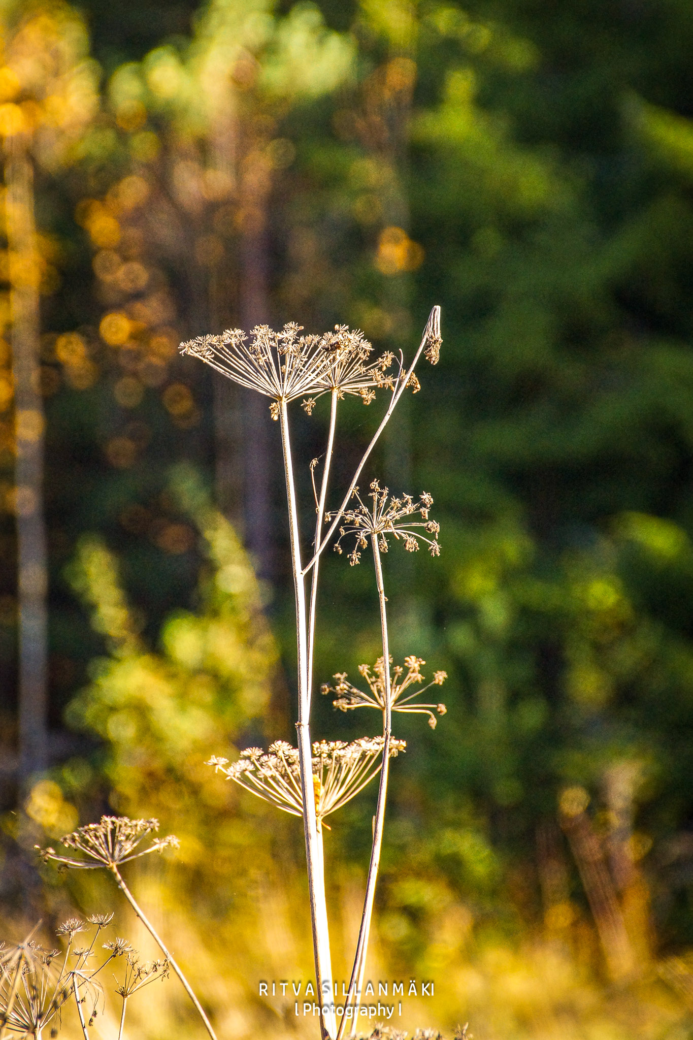 nature in September-22