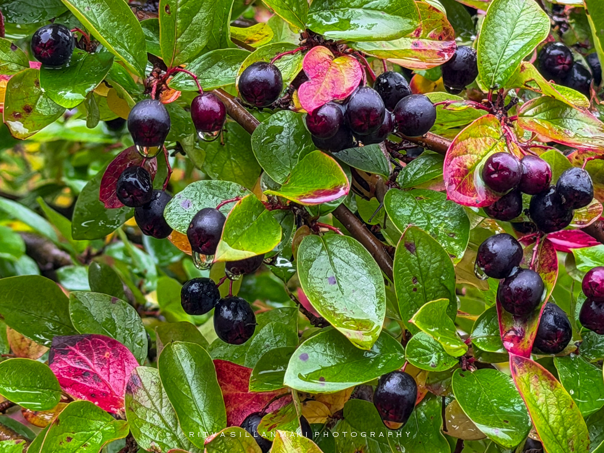 Rainy day Finds in the garden-12